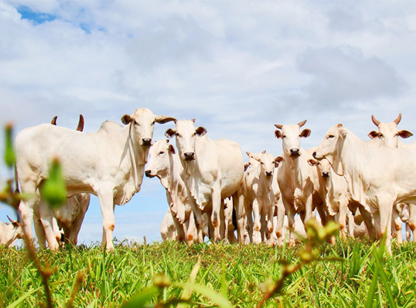 Produtos Agropecuários em Novo Repartimento