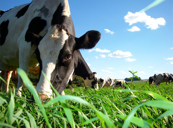 Produtos Rurais em Novo Repartimento